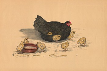 Kip met kuikens