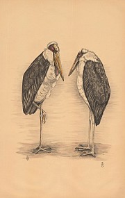 Maraboes